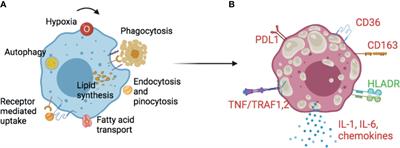Foam Cell Macrophages in Tuberculosis